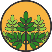 Seminte de lucerna
