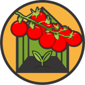 Seminte de tomate cherry
