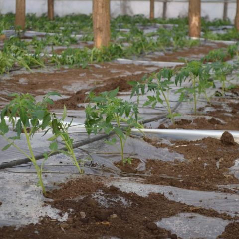 Plantarea rasadurilor de legume in sere si solarii