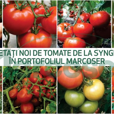 Hibrizi noi de tomate de la Syngenta