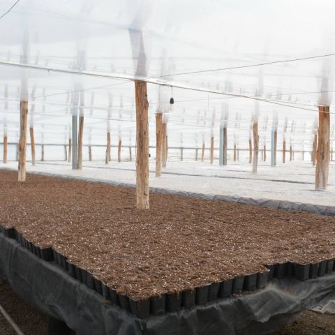 Lucrarile lunii februarie in legumicultura